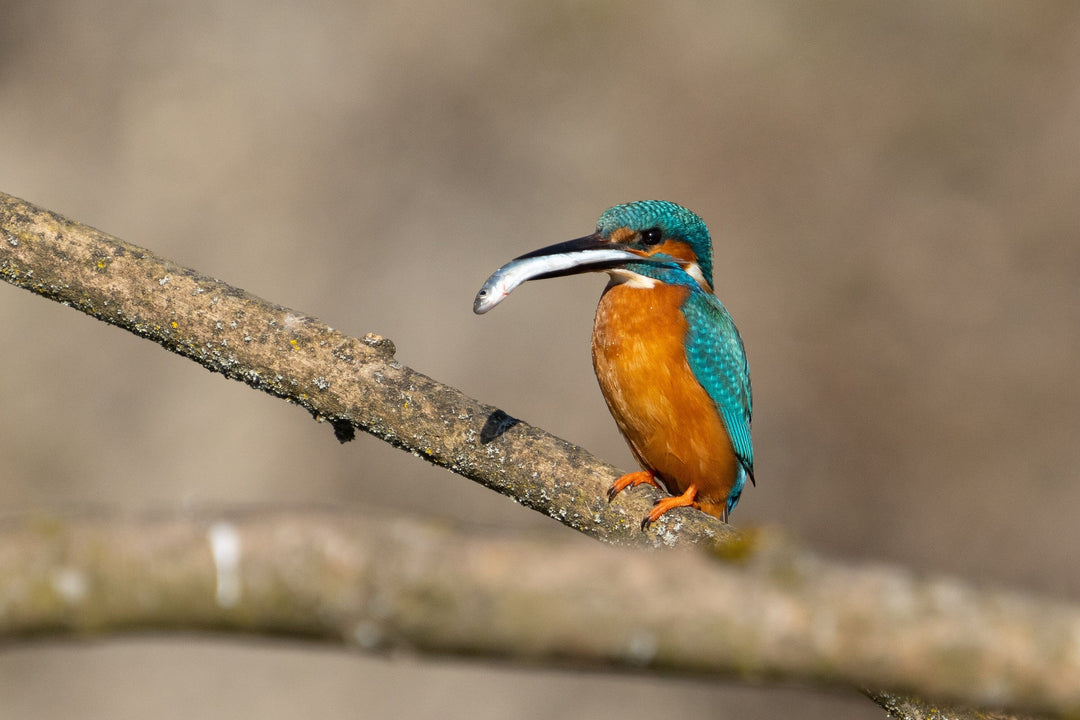 Birding für Einsteiger: So gelingt dein Start ins Vogelbeobachten