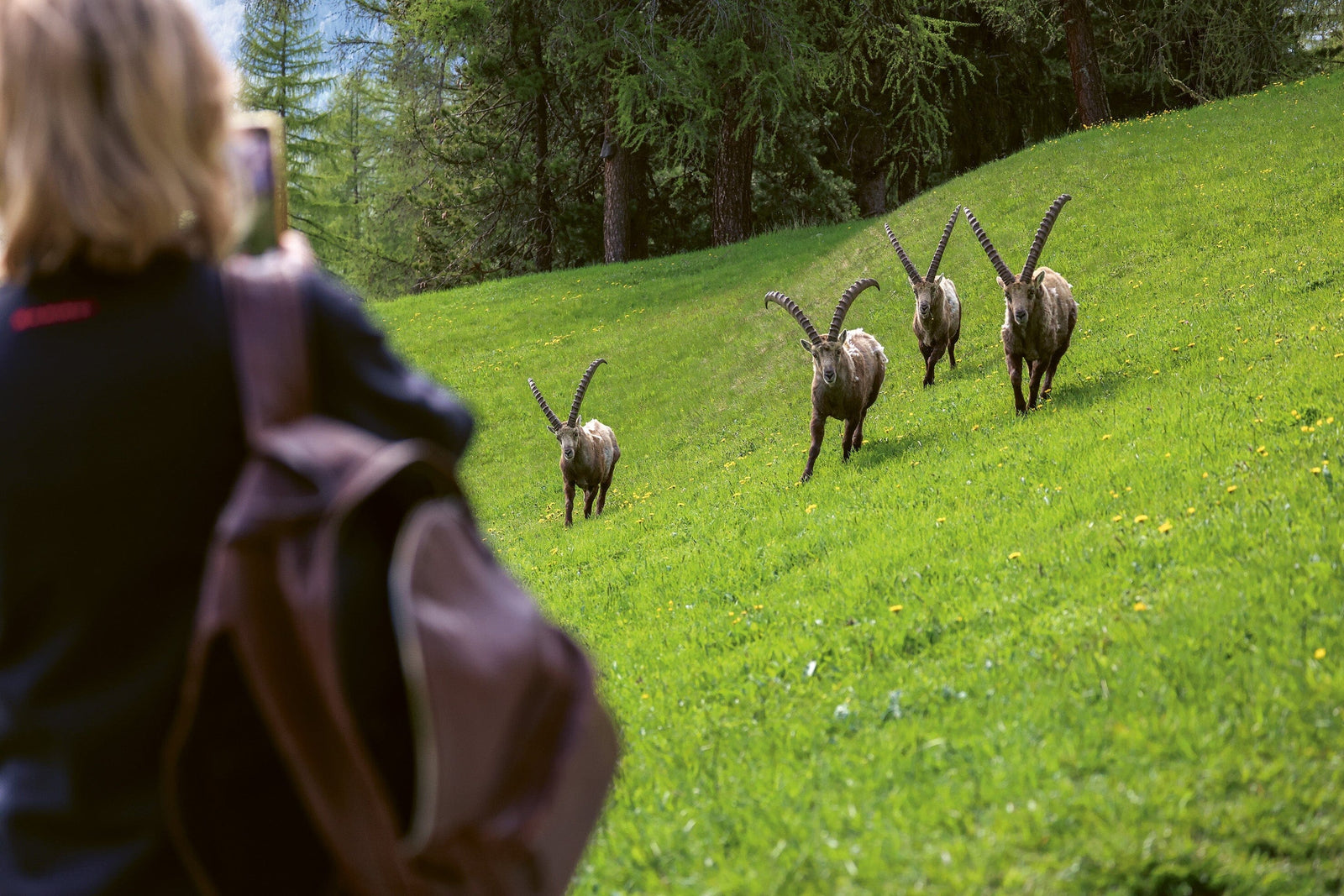 Steinbock-Frühling in Pontresina